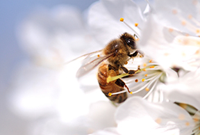 Honey bee collecting pollen