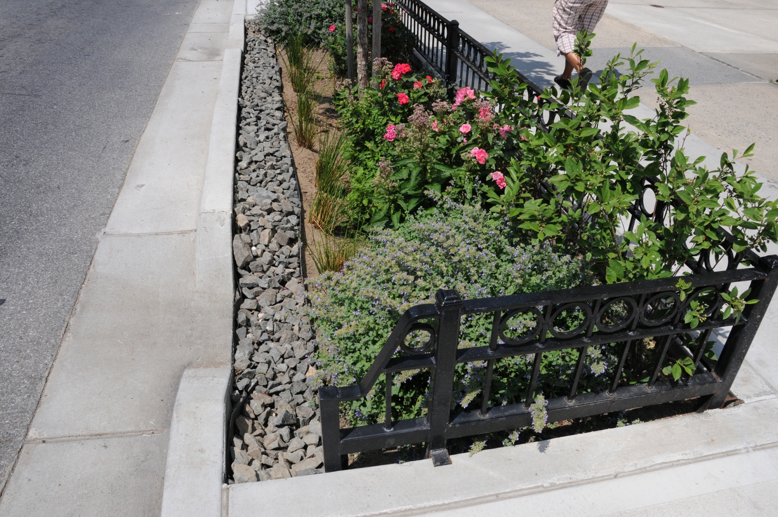 Rain garden in sidewalk