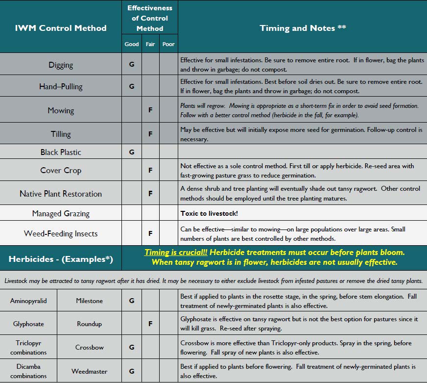 Chart for controlling tansy ragwort