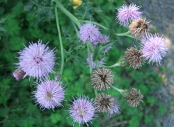 Canada thistle