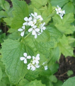 Garlic mustard flower