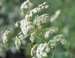 Poison hemlock blooms