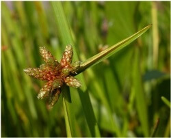 Ricefield bulrush