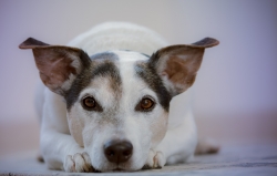 dog laying on the ground