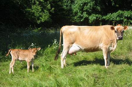 cows in pasture