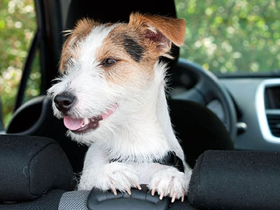 Dog in a vehicle looking out the back window