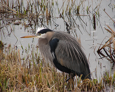 Heron standing at waters edge