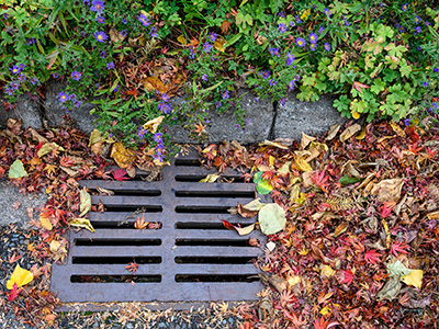 Fall leaves crowding storm drain in the street