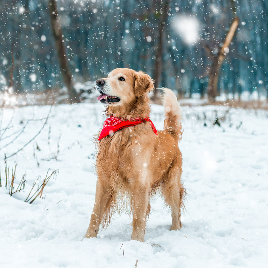 Dog in snow