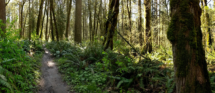 Walking trail in Whipple Creek Park