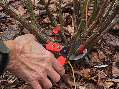 White male pruning a blueberry bush with pruning shears