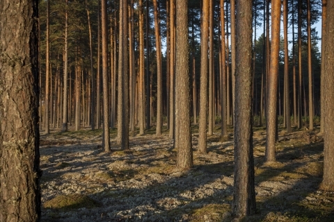 ASO - Timber Lands