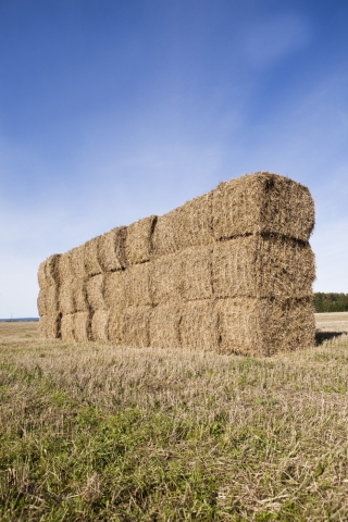 hay.jpg