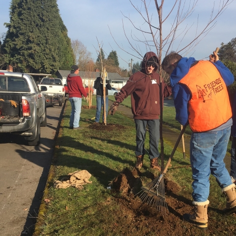 Raking dirt after planting tree