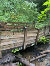 Wooden footbridge in forest, over water, broken in the middle.