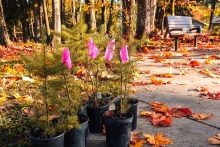 A group of small, potted fir trees marked with pink landscape flags sits on concrete among fallen leaves. A stand of trees and a park bench are in the background and sunlight filters through the tree canopy overhead.